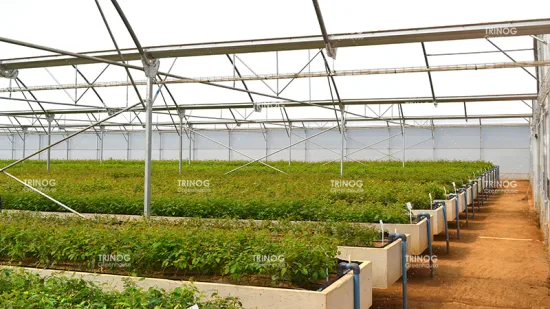 Trinog China made multispan hydroponics plastic film agricultural greenhouse for commercial farm