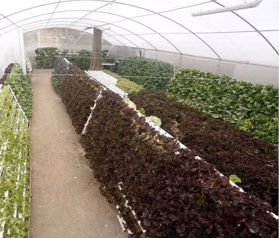 Vertical Nft Channels System Farm Garden Hydroponics System for Greenhouse with Fish Vegetable Symbiosis Cooling/Heating System