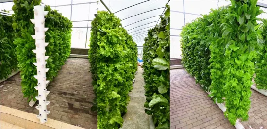 Vertical Farming Indoor Hydroponics Growing System for Lettuce/Vegetable/Crops Planting