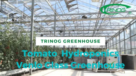 Trinog Greenhouse commercial NFT vertical urban cherry tomato hydroponics system in greenhouse